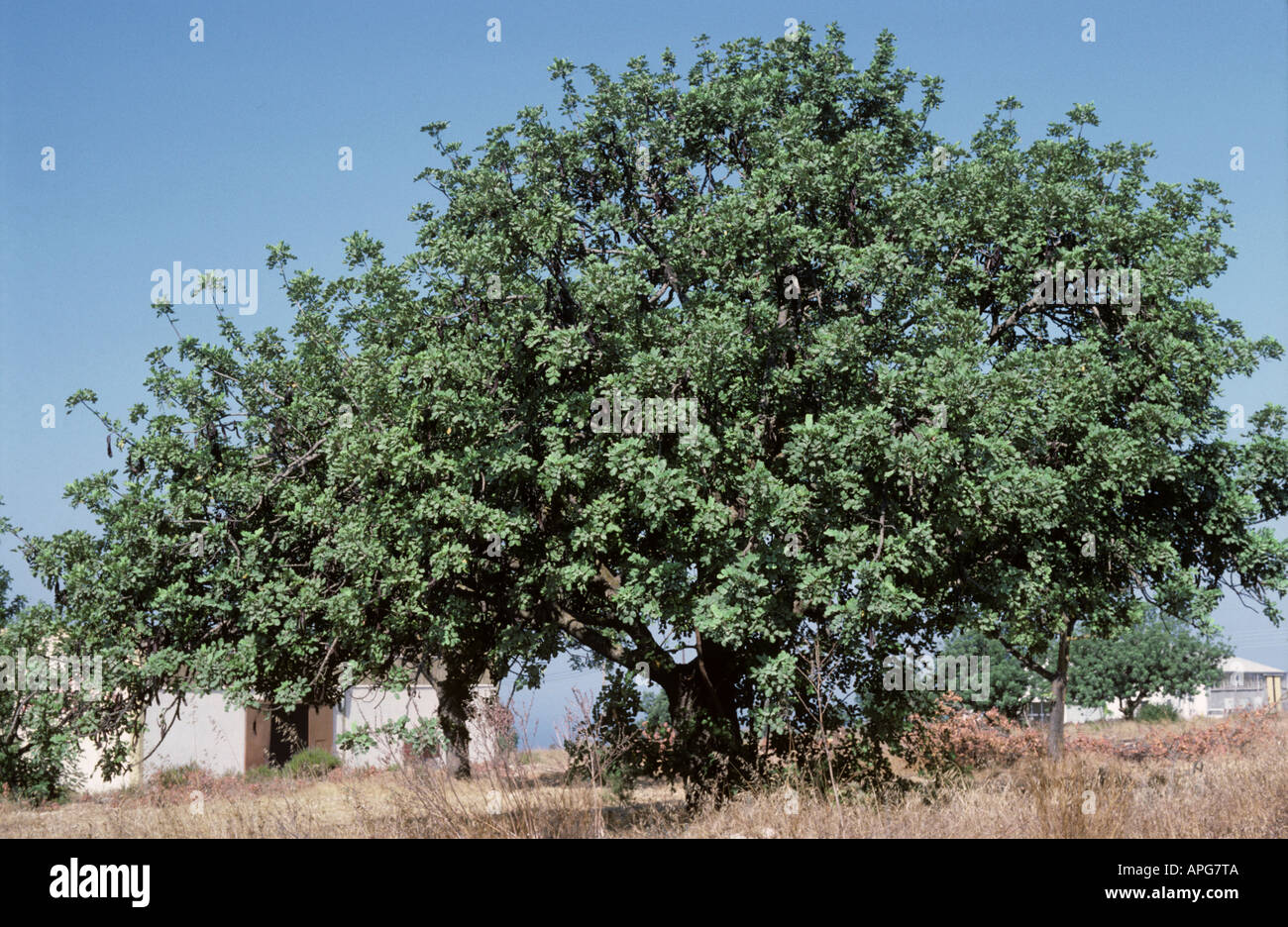 Johannisbrotbäume mit Reifen Schoten in der Nähe von Paphos Zypern Stockfoto