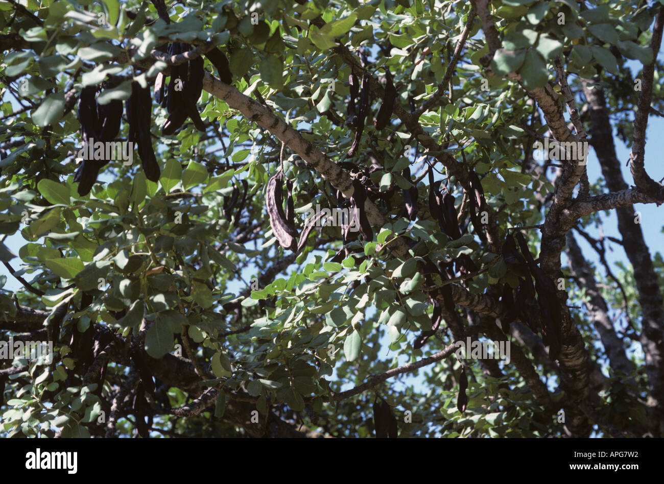Reife Johannisbrotbaum Ceratonia Siliqua Hülsen auf dem Baum Zypern Stockfoto