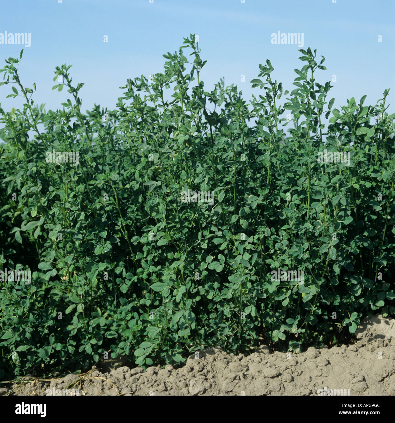 Reife Luzerne Ernte kurz vor der Ernte Kalifornien USA Stockfoto