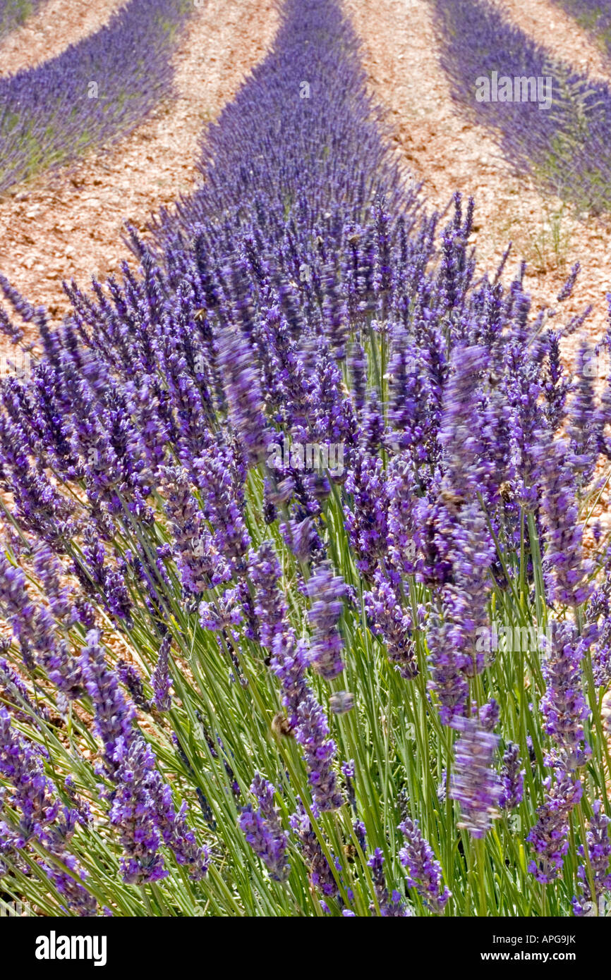 Französischer Lavendel (Lavandula Intermedia) Stockfoto