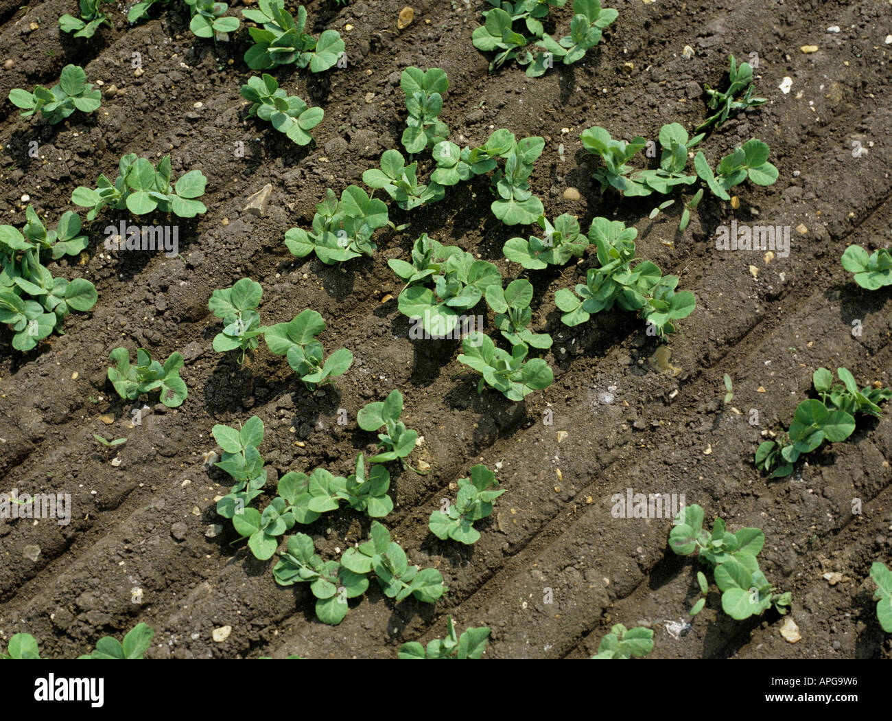 Blick hinunter auf junge ungleichmäßige Sämling Erbse Ernte mit Walze sichtbar markiert Stockfoto