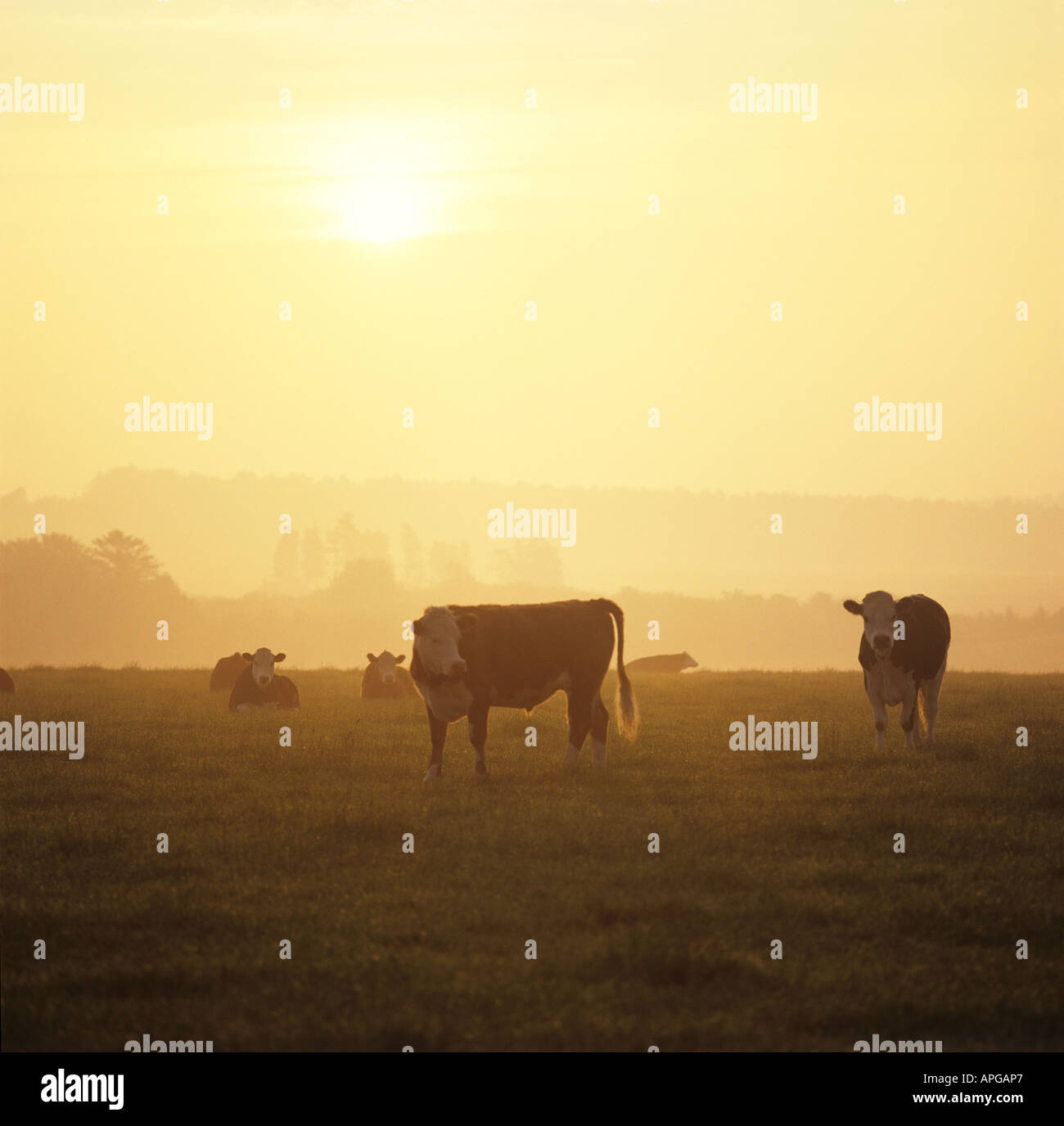 Hereford Ochsen Rinder auf der Weide in Orange nebligen frühen Morgenlicht Stockfoto