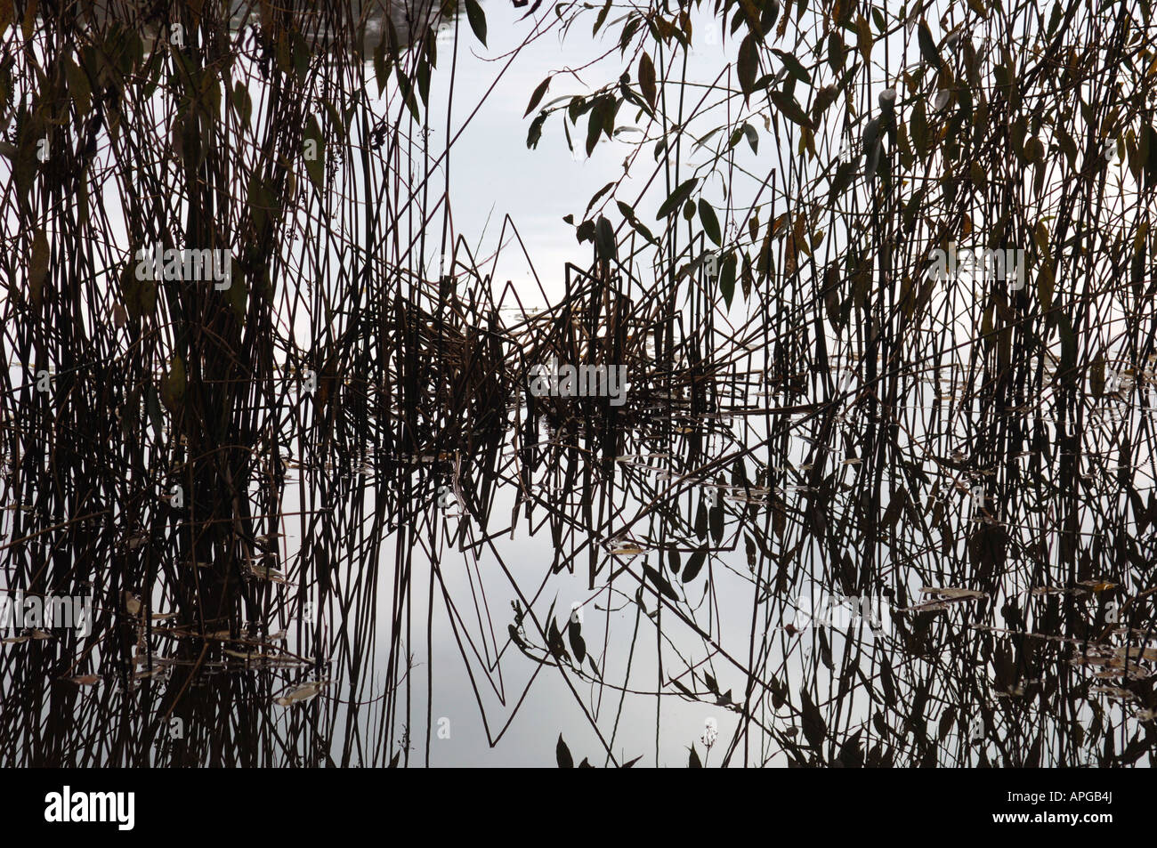 Aquatische Pflanzen Leben spiegelt sich In The Süßwassersee, aus dem es gewachsen. Stockfoto