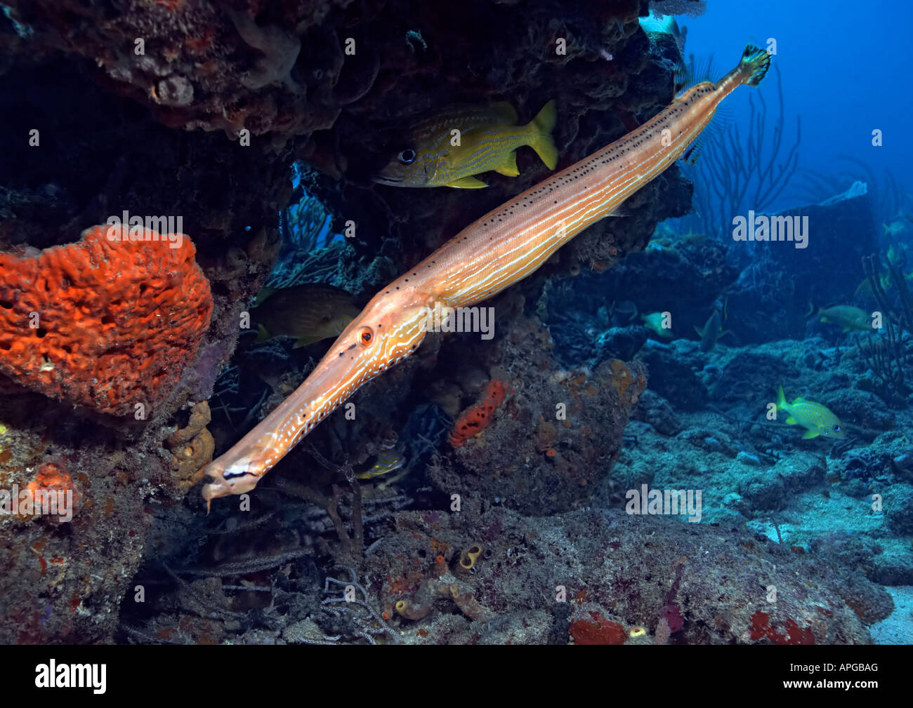 Der lange Körper Trumpetfish patrouilliert in den Riffen in der Nähe von Boynton Beach, Florida. Stockfoto