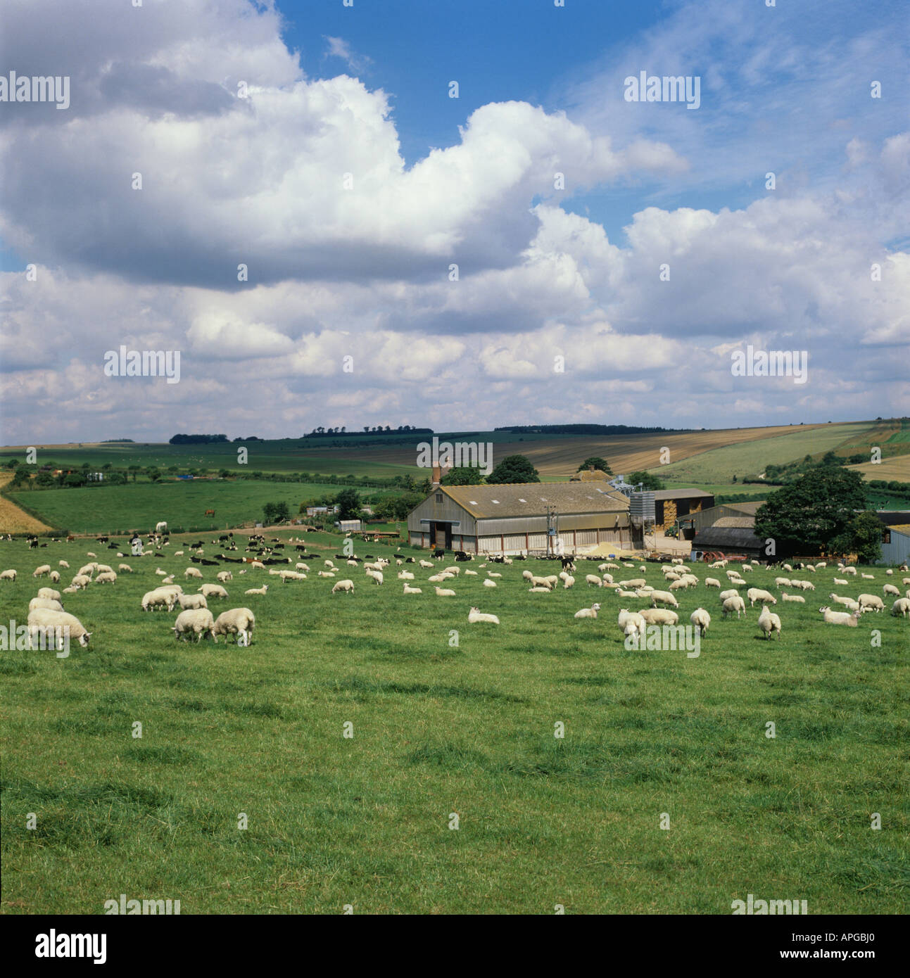 Schafe weiden mit Vieh Wirtschaftsgebäude hinter Stockfoto