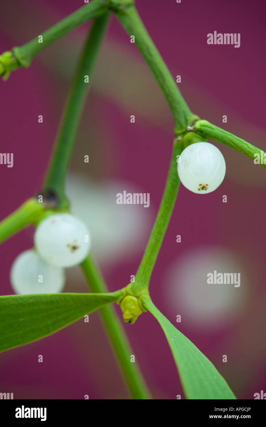 Mistel Viscum album Stockfoto