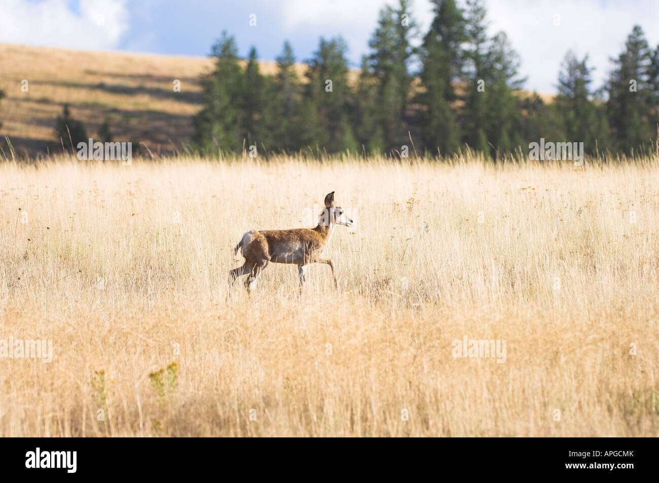 Juvenile Gabelbock Antilocapra Americana Beweidung auf die National Bison Range in Montana Stockfoto