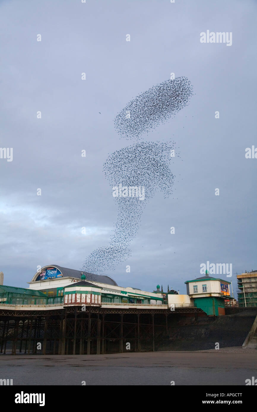 Stare Sturnus Vulgaris fliegen an einem Schlafplatz Website North Pier blackpool Stockfoto
