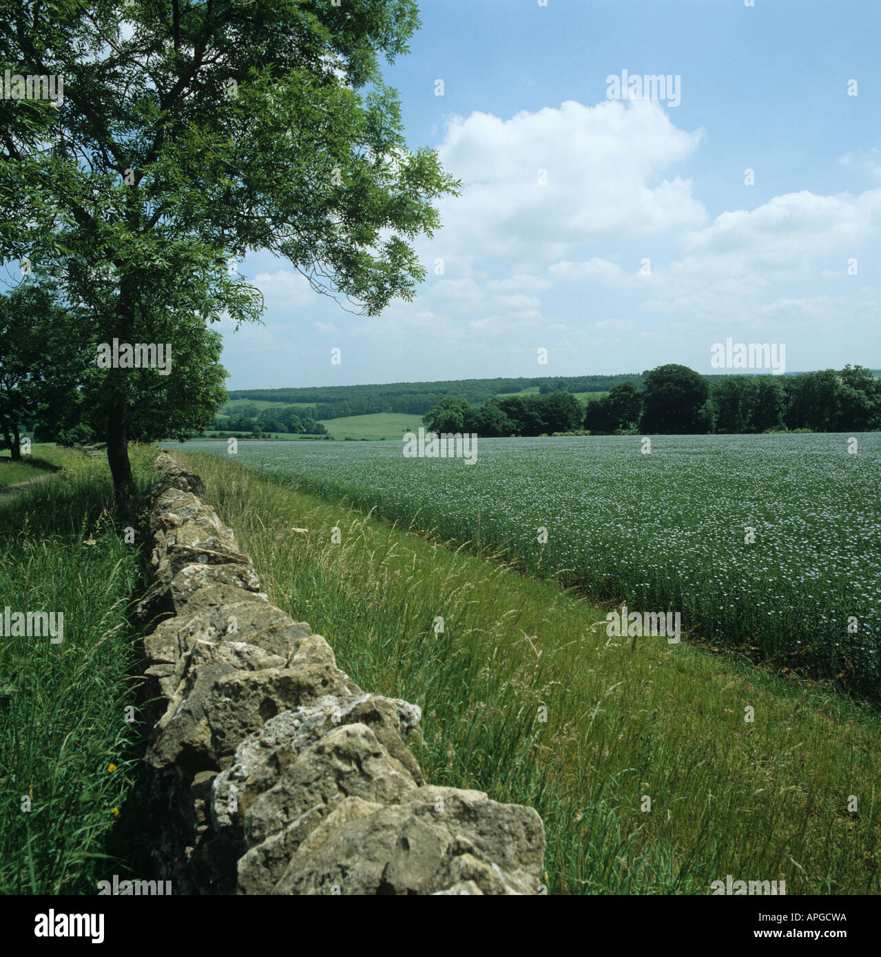 Cotswold Steinmauer neben einer Graspiste und blühende Leinsaat Feld in angenehmen Ackerland Stockfoto