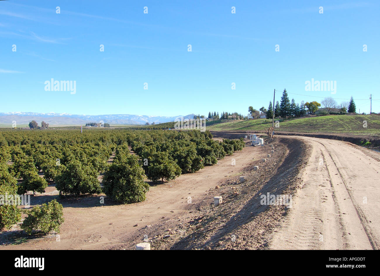 Zitrushain in central Valley in Kalifornien; ähnliche Bilder als RM erhältlich Stockfoto