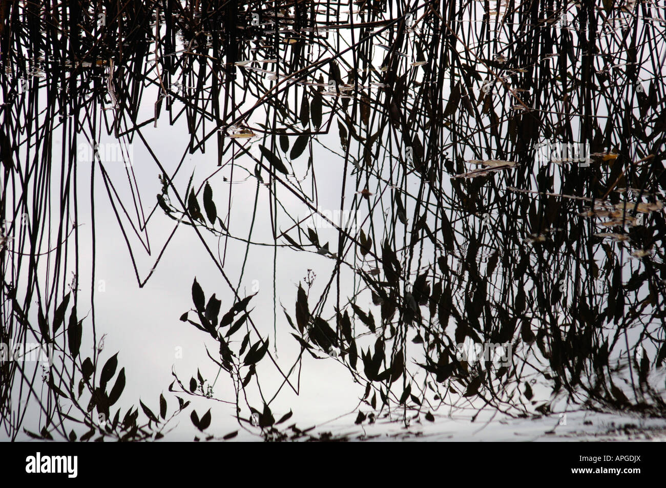 Aquatische Pflanzen Leben spiegelt sich In The Süßwassersee, aus dem es gewachsen. Stockfoto