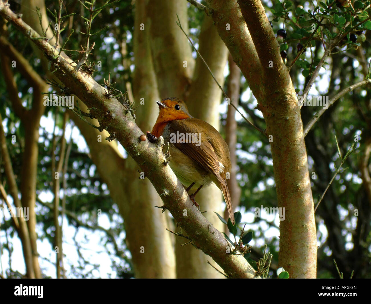 "Robin, Devon, England" Stockfoto