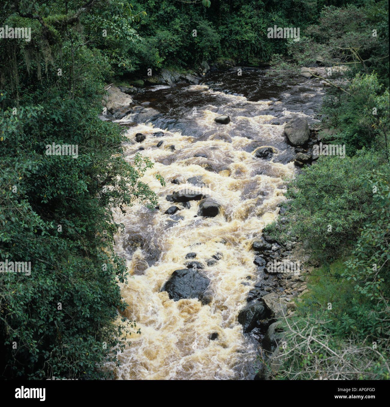 Schnell fließende Andrean Pflanzen Bergfluss braun mit Tannin des Berges Kolumbien Stockfoto