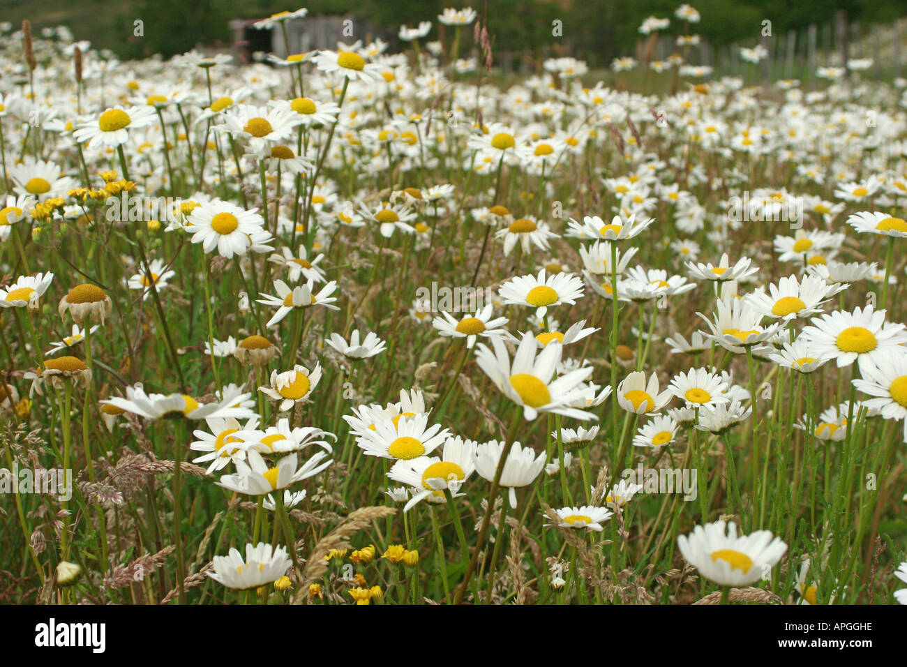 Eine Masse von patagonischen Gänseblümchen Stockfoto