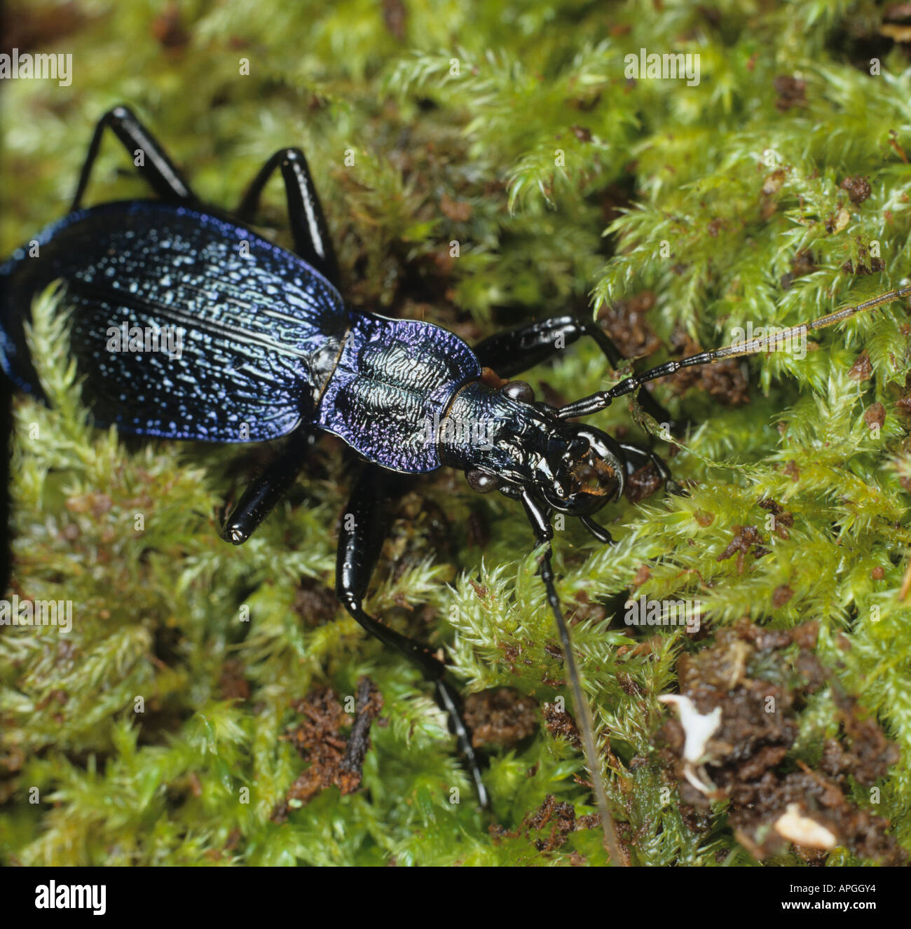 Ein Boden-Käfer Carabus Intricatus auf Moos einmal ausgestorben und jetzt so selten in Großbritannien Stockfoto