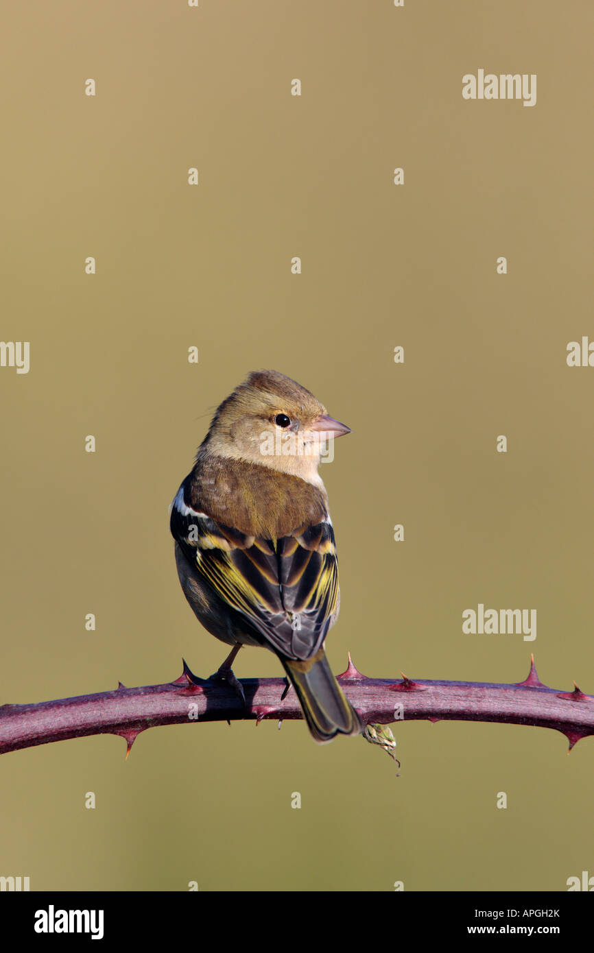 Buchfink Fringilla Coelebs thront aussehende alert Potton Bedfordshire Stockfoto