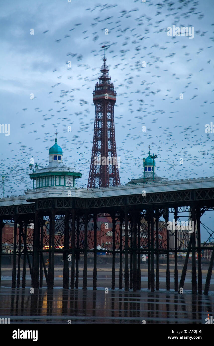 Stare Sturnus Vulgaris herumfliegen eine Schlafplatz-Website auf dem Pier in Blackpool Nordpier Stockfoto