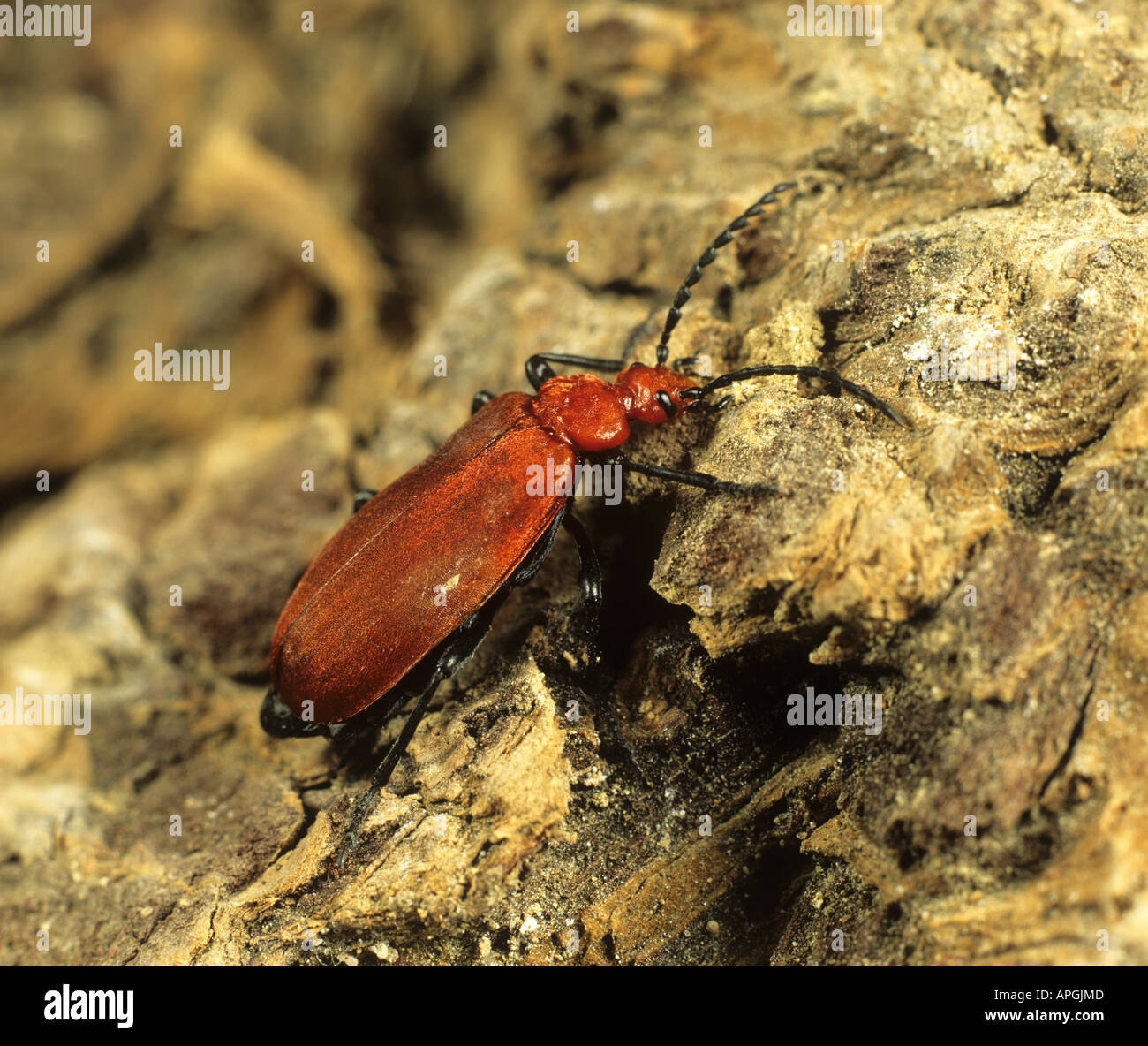 ein Kardinal Beetle Pyrochroa Coccinea auf Holz Stockfoto