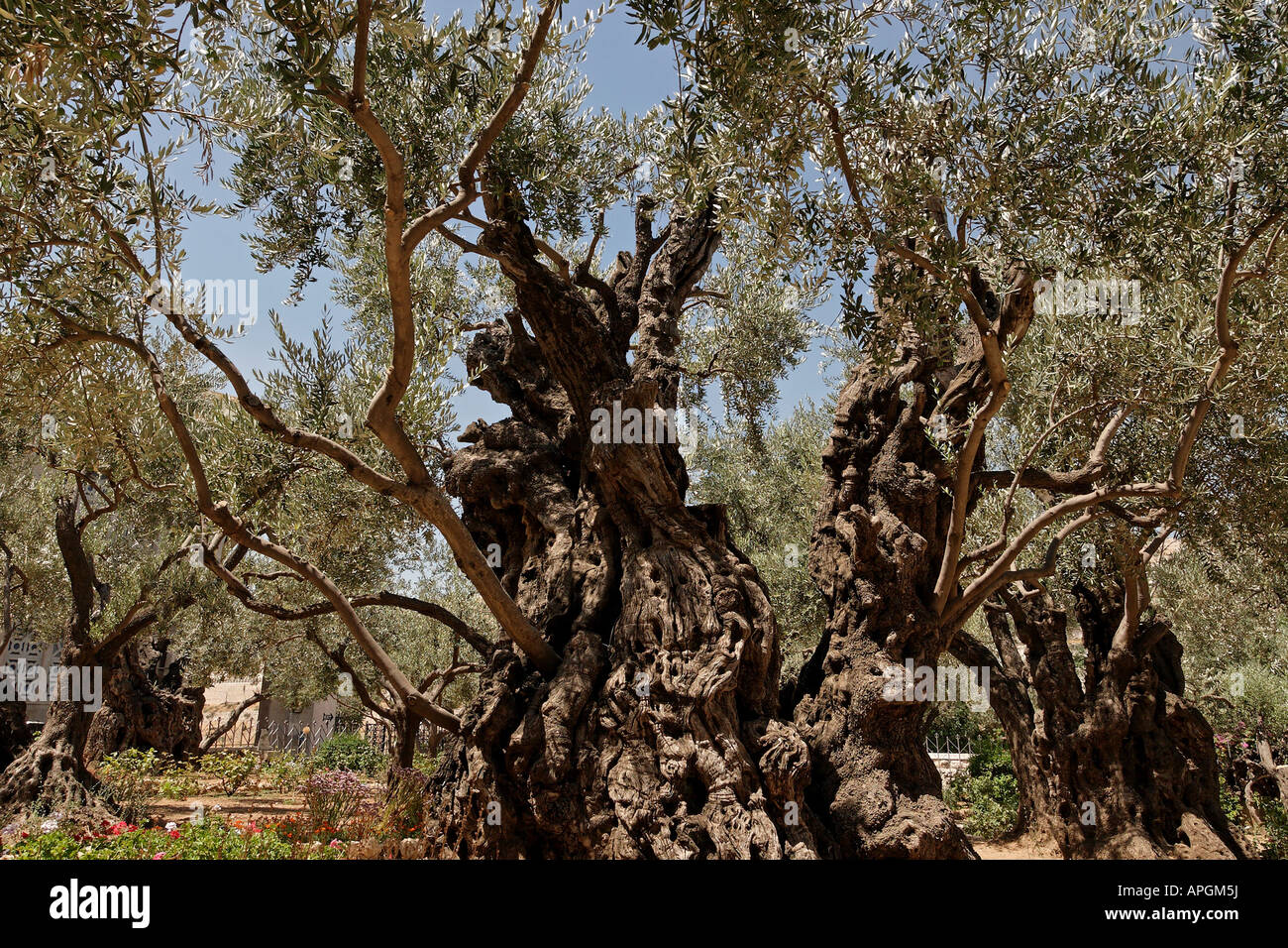 Israel Jerusalem Olivenbäume im Garten von Gethsemane Stockfotografie