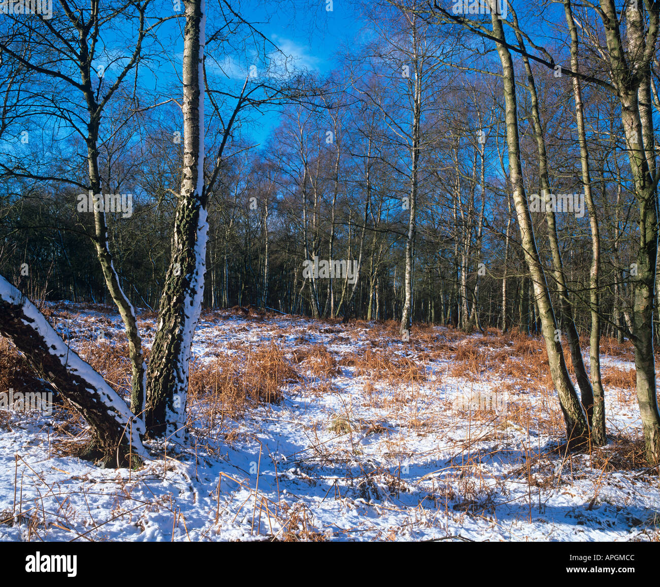 Silberbirken Betula pendula im Winterwald Stockfoto