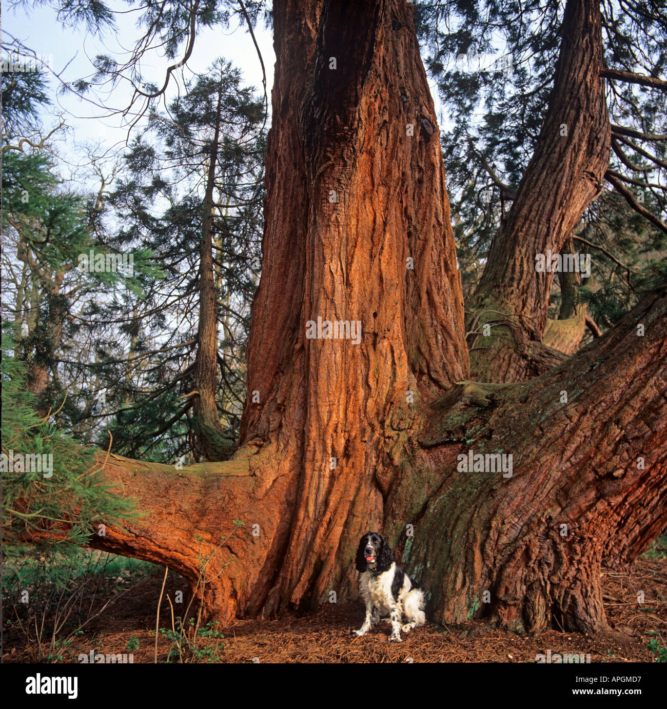 Wellingtonia Sequoiadendron Giganteum & Hund Stockfoto