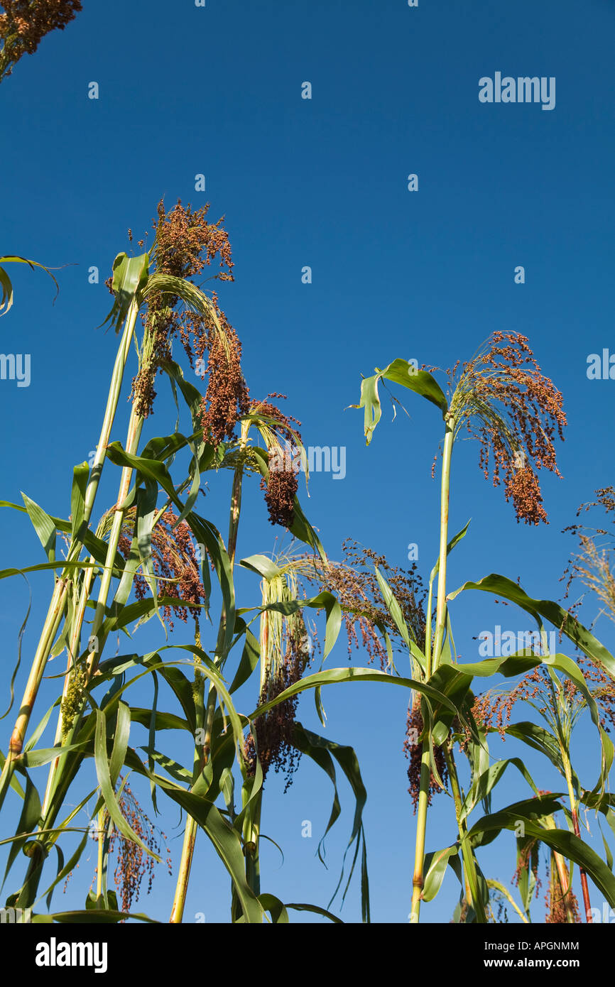 ILLINOIS Rockford Stiele von reif Sorghum gegen blauen Himmel Getreideernte Stockfoto