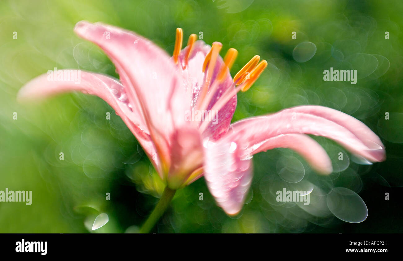 Blume-horizontal Stockfoto