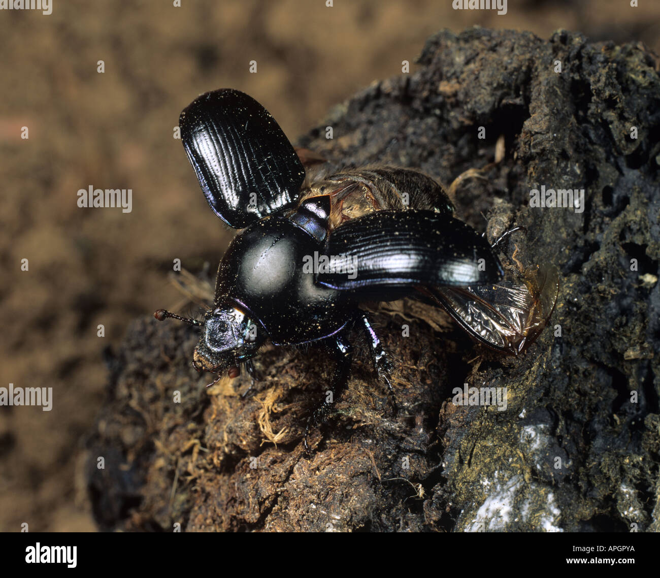 Ein Dung oder Dor Käfer Geotrupes Spiniger mit offenen Flügeldecken fliegen Stockfoto