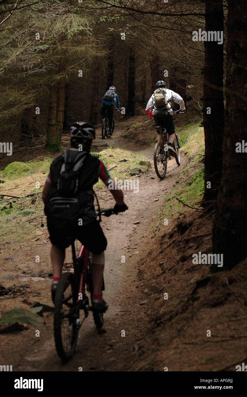 Junge Mountainbiker fahren bei Afan Forest Park in Süd-Wales Stockfoto