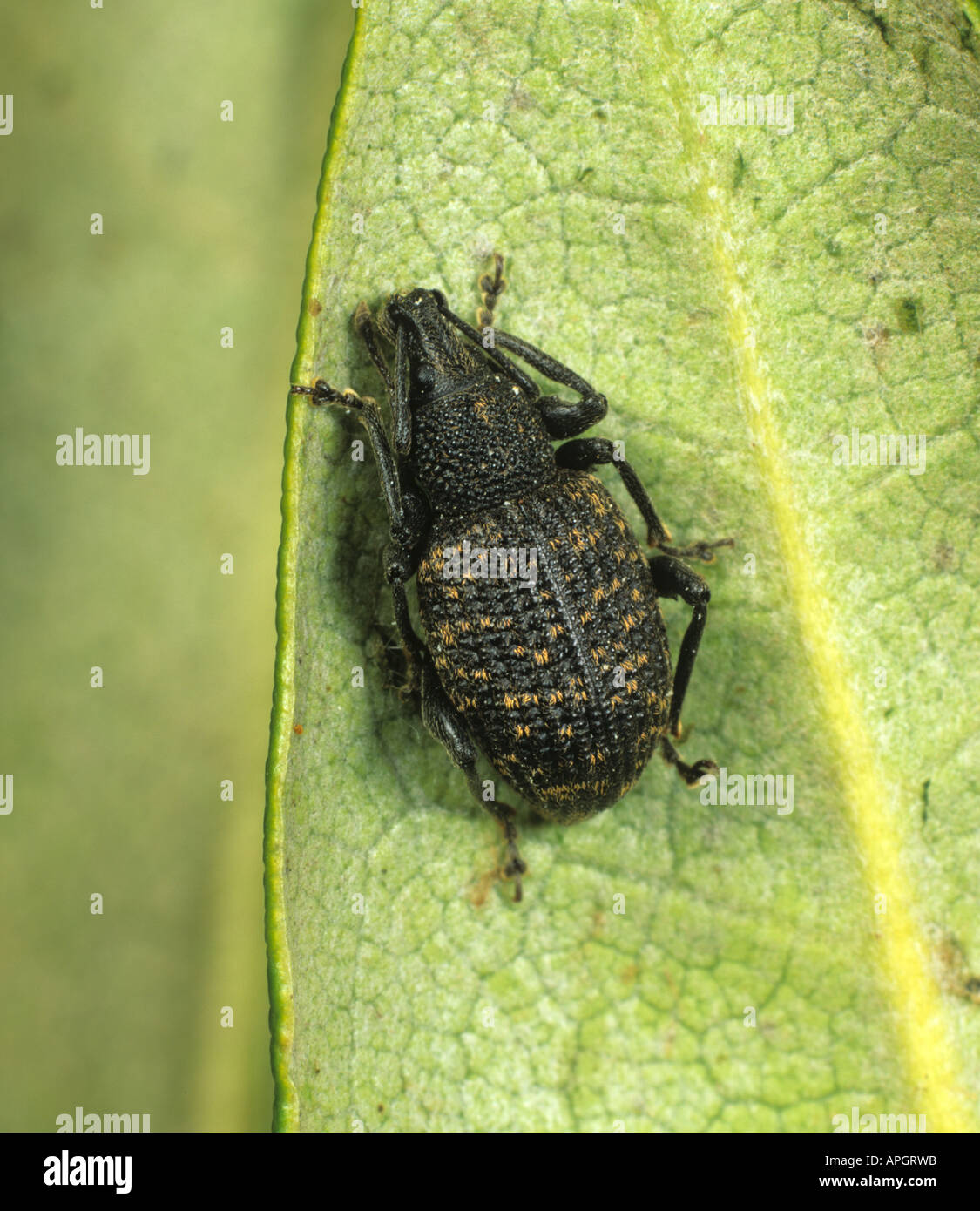 Erwachsene Dickmaulrüssler Otiorhynchus Sulcatus, eine schwere Pest von Topf und Container einige Sträucher und Zierpflanzen angebaut Stockfoto