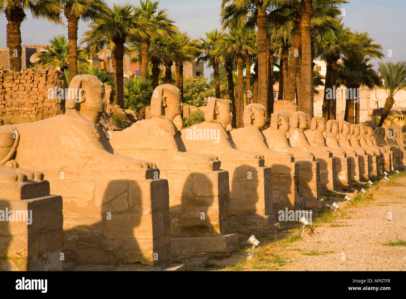 Die Allee der Sphinxe in Luxor-Tempel in Ägypten. Stockfoto