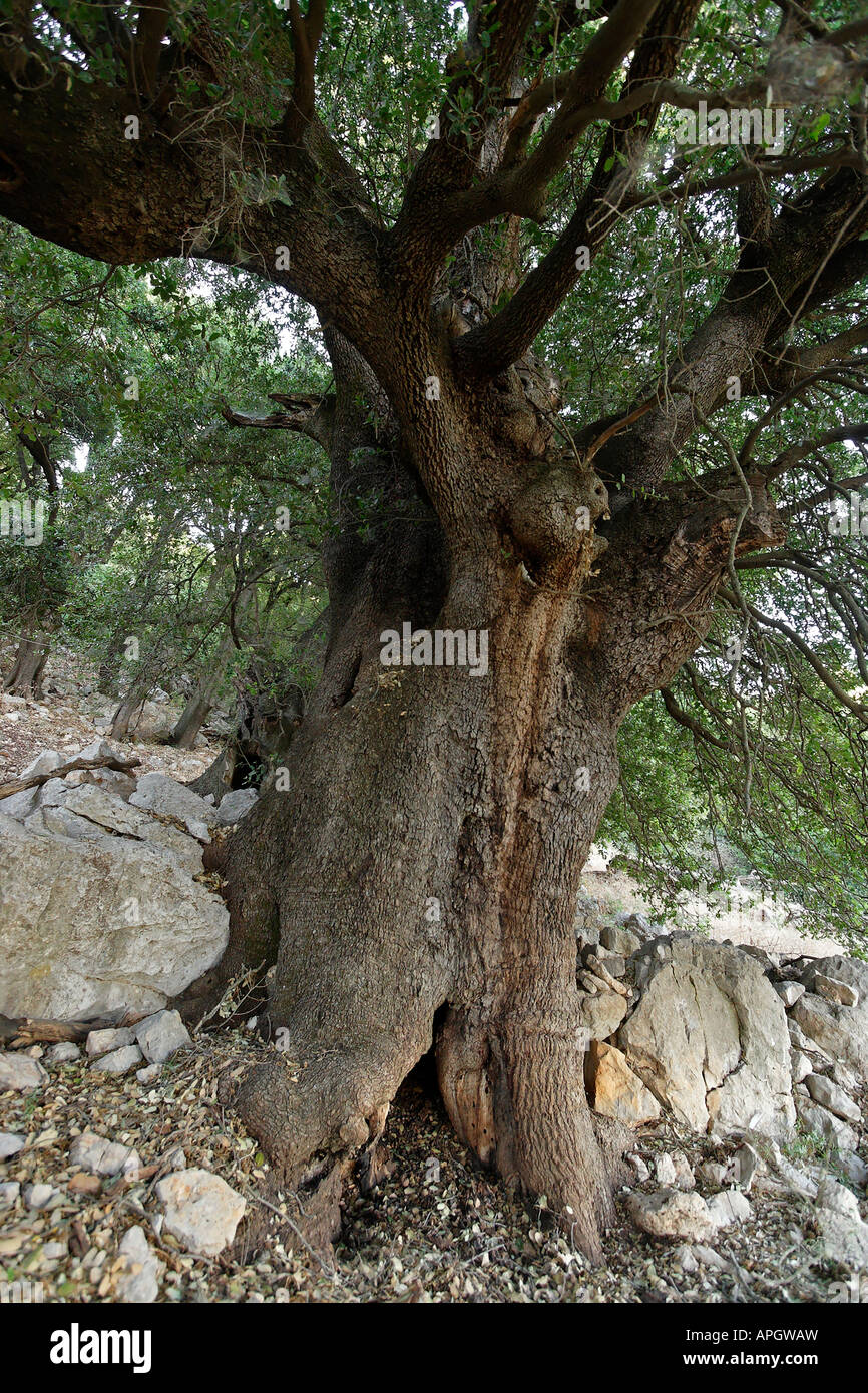 Die Golan-Höhen Kermes Eiche Quercus Calliprinos auf Mount Betarim die Position des Bundes zwischen den Stücken Stockfoto
