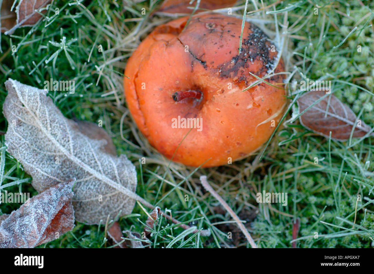 Detail der faulen Apfel und Blätter Stockfoto