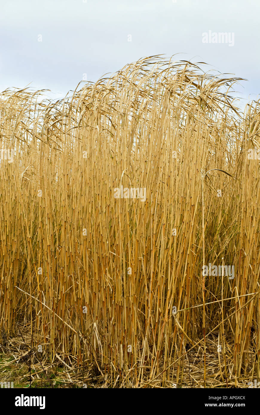 Miscanthus-Elefantengras Stockfoto