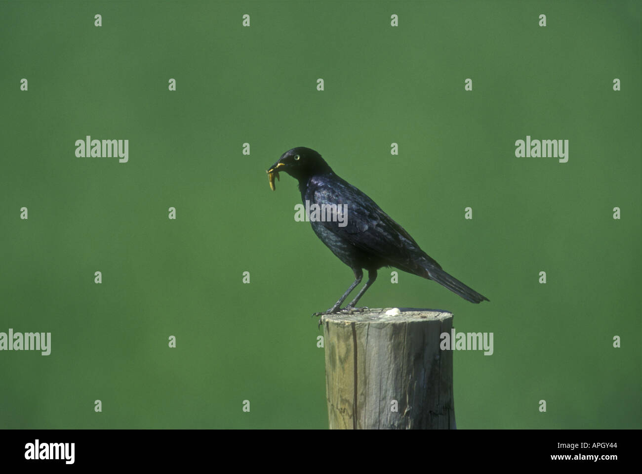 GEMEINSAMEN GRACKLE Quiscalus quiscula Stockfoto