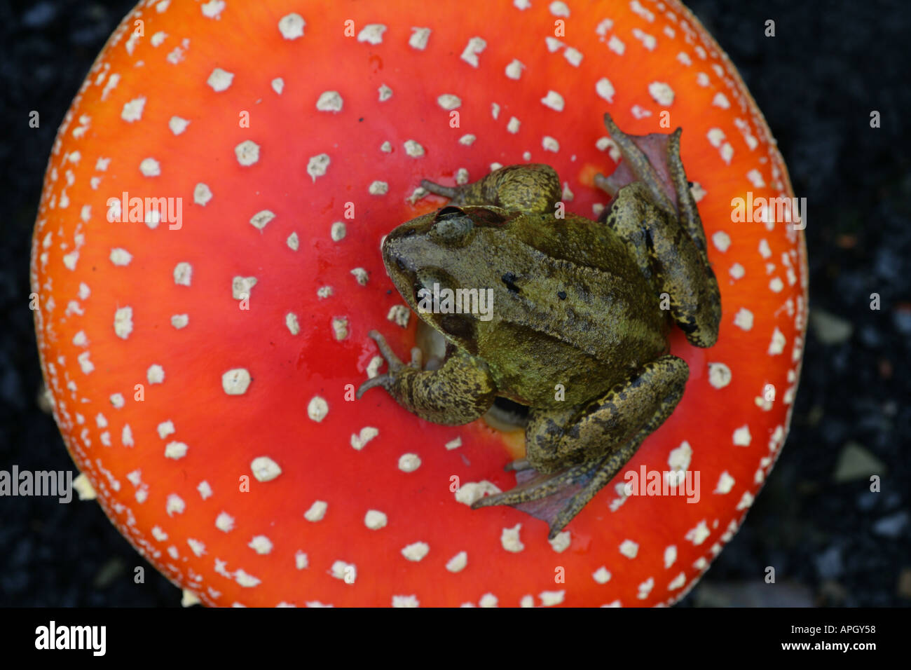 GEMEINSAMEN Frosch Rana Temporaria auf Fliegenpilz-Pilze Stockfoto