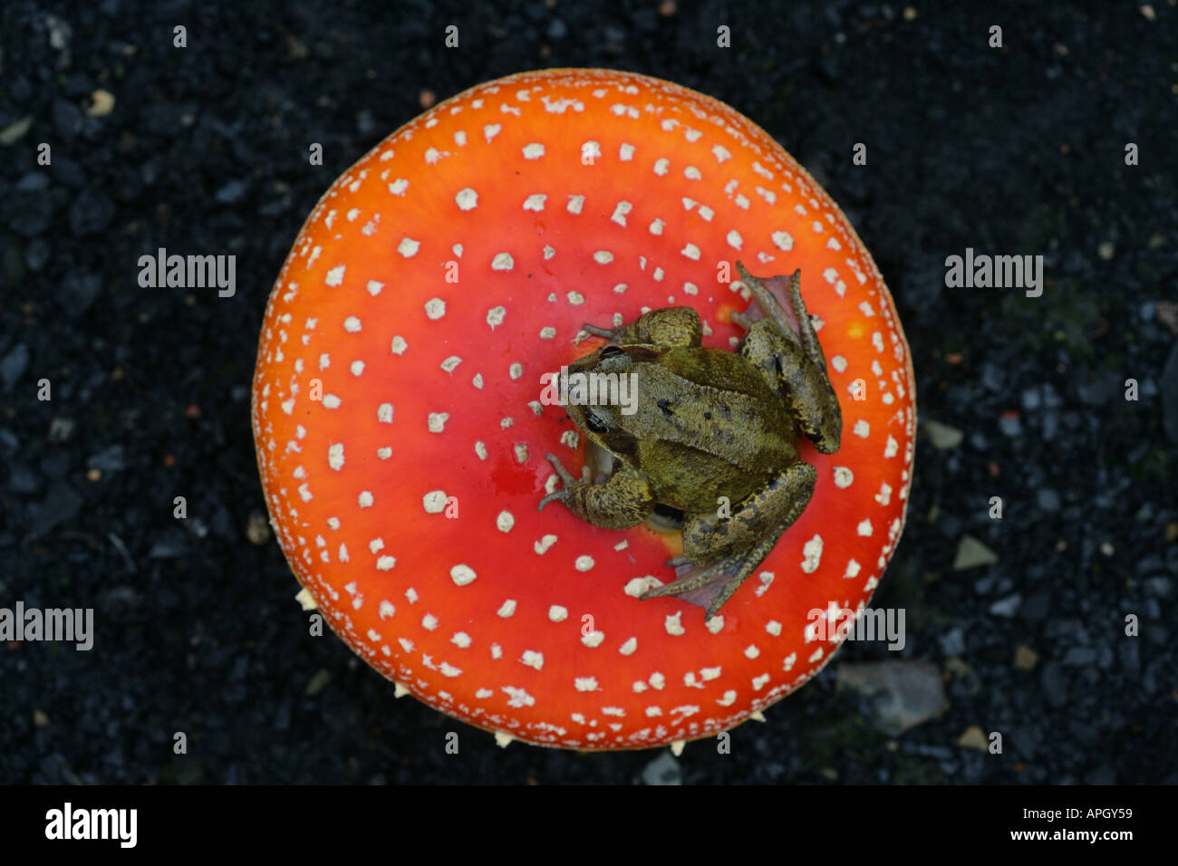 GEMEINSAMEN Frosch Rana Temporaria auf Fliegenpilz-Pilze Stockfoto
