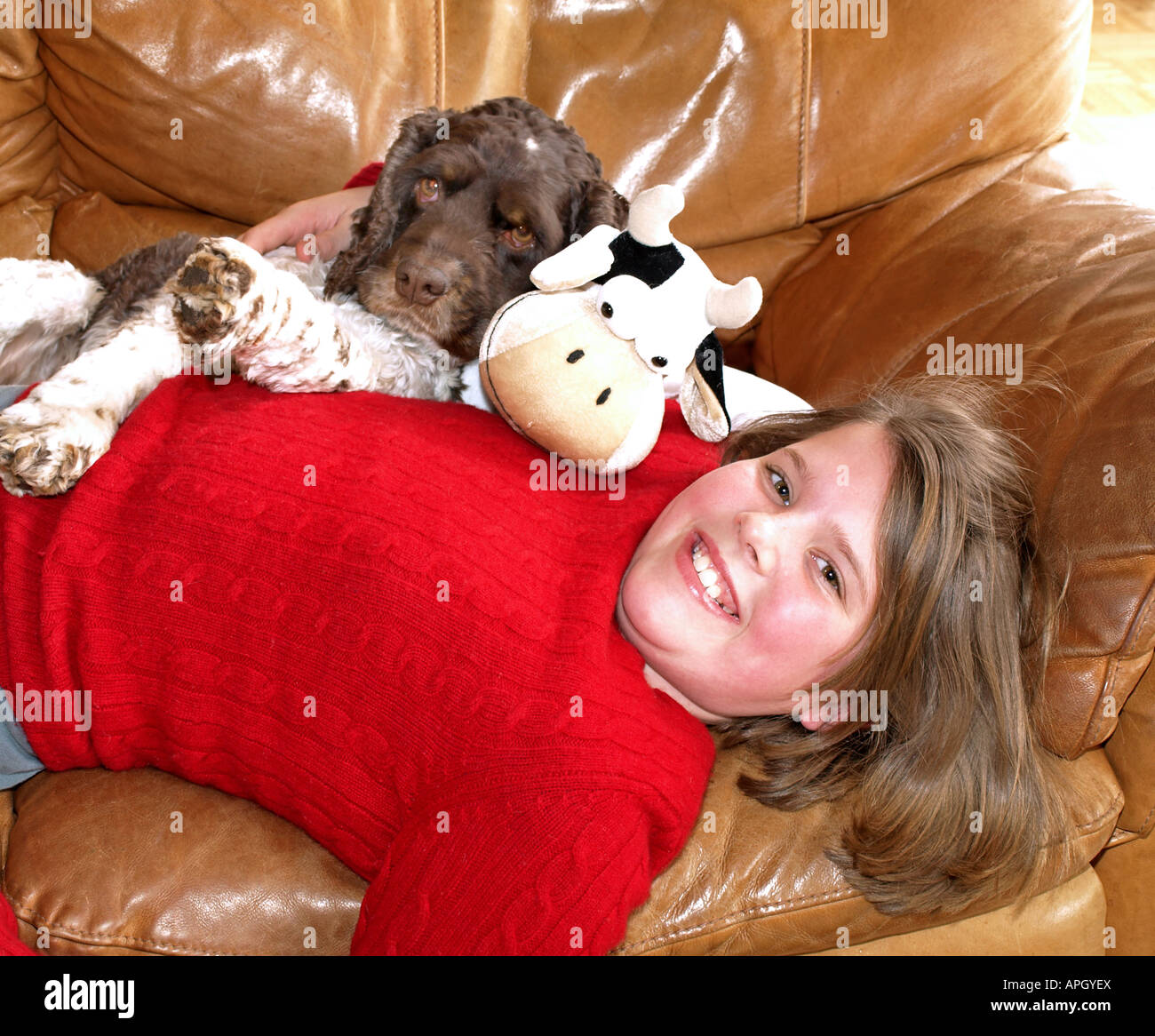 Ein junges Mädchen spielt mit ihrem Cocker Spaniel Hund auf dem sofa Stockfoto