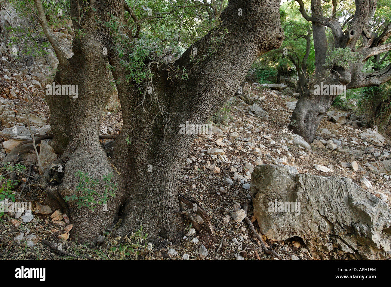 Die Golan-Höhen Kermes Eiche Quercus Calliprinos auf Mount Betarim die Position des Bundes zwischen den Stücken Stockfoto