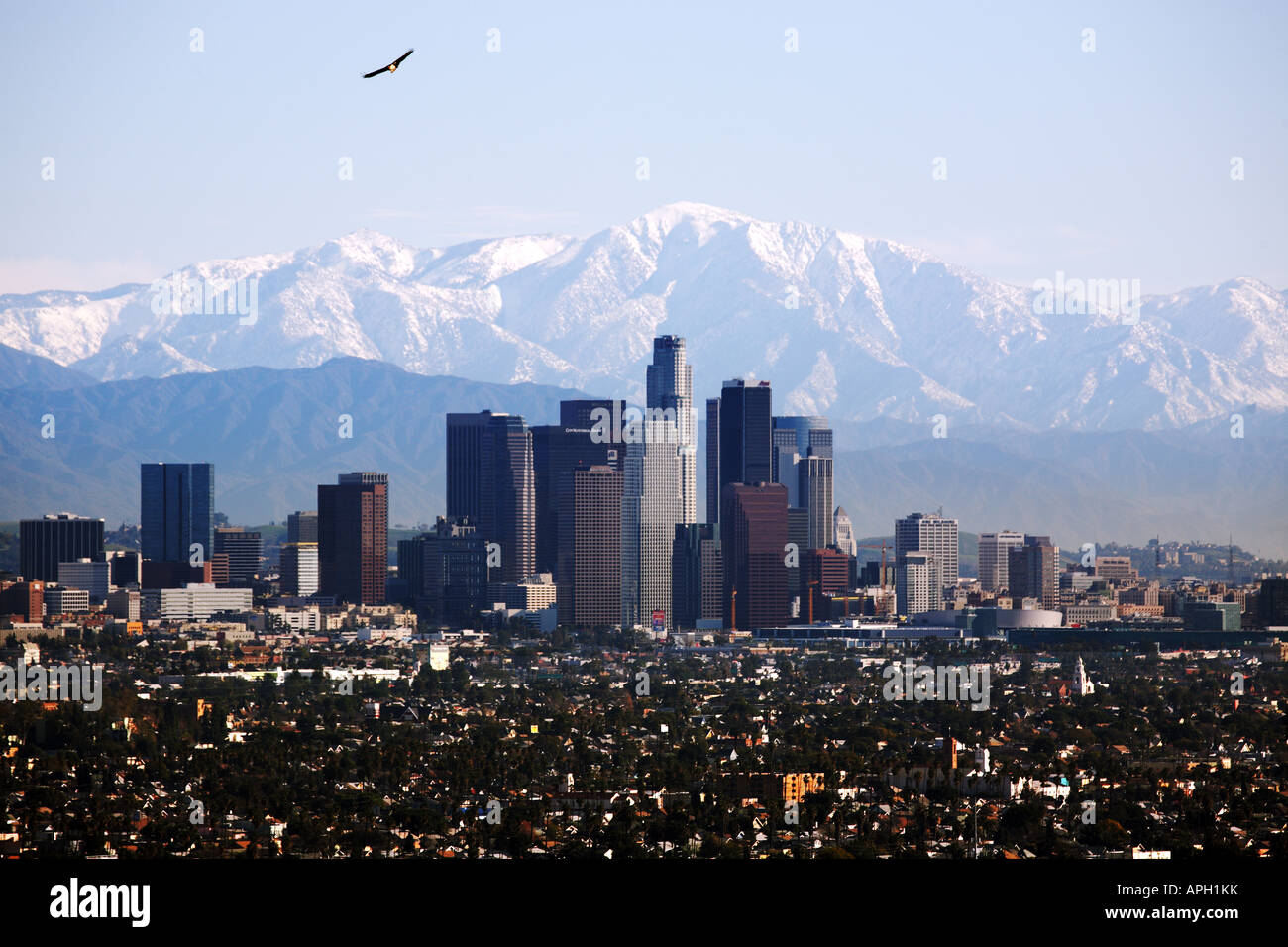 Raptor über Los Angeles Stockfoto