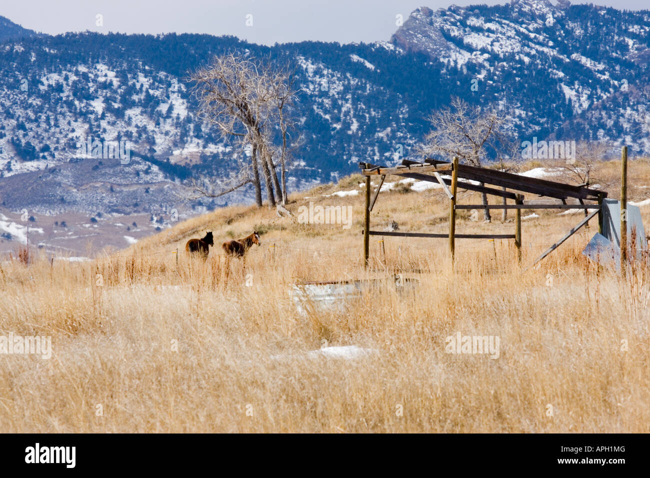 Zwei Pferde Sortiment frei auf einer Pferderanch in den Rocky Mountains Stockfoto