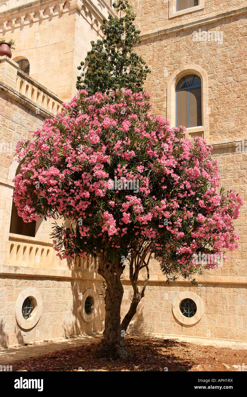 Israel Jerusalem Oleander in Ratisbonne Kloster Stockfoto