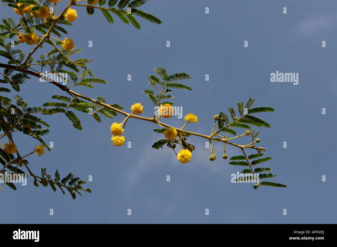 Die südlichen Küsten schlicht Nil Akazie in Rehovot Israel Stockfoto