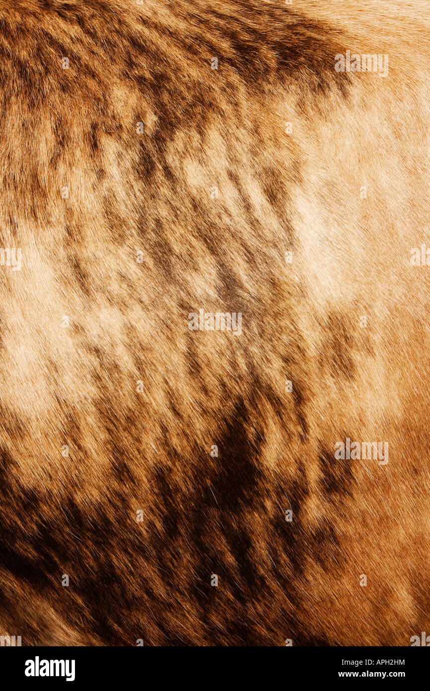 Natürliche Kuhhaut Hintergrund mit gestreifter Textur Stockfoto