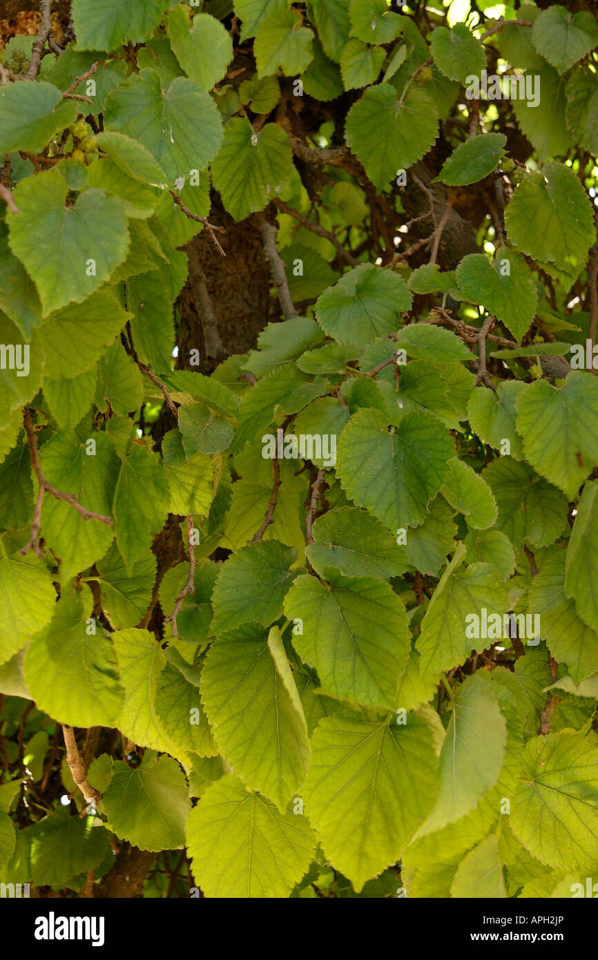 Schwarzer maulbeerbaum Fotos und Bildmaterial in hoher Auflösung Alamy