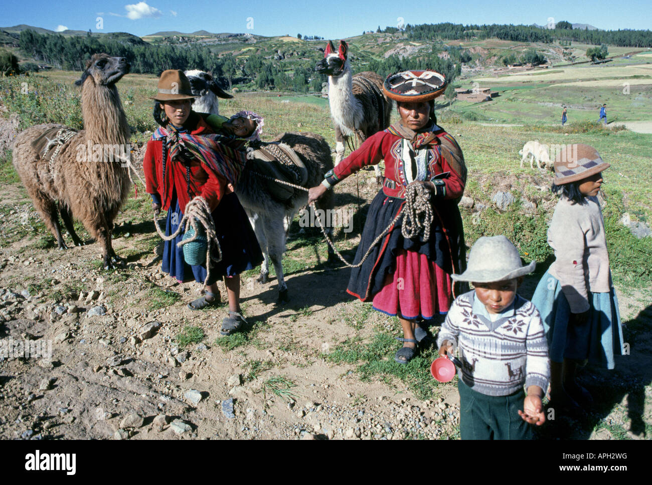Eine Familie von Qetchua Inder Nachkommen der Inka Herde ihre Lamas in den Bergen in der Nähe von Cuzco Stockfoto