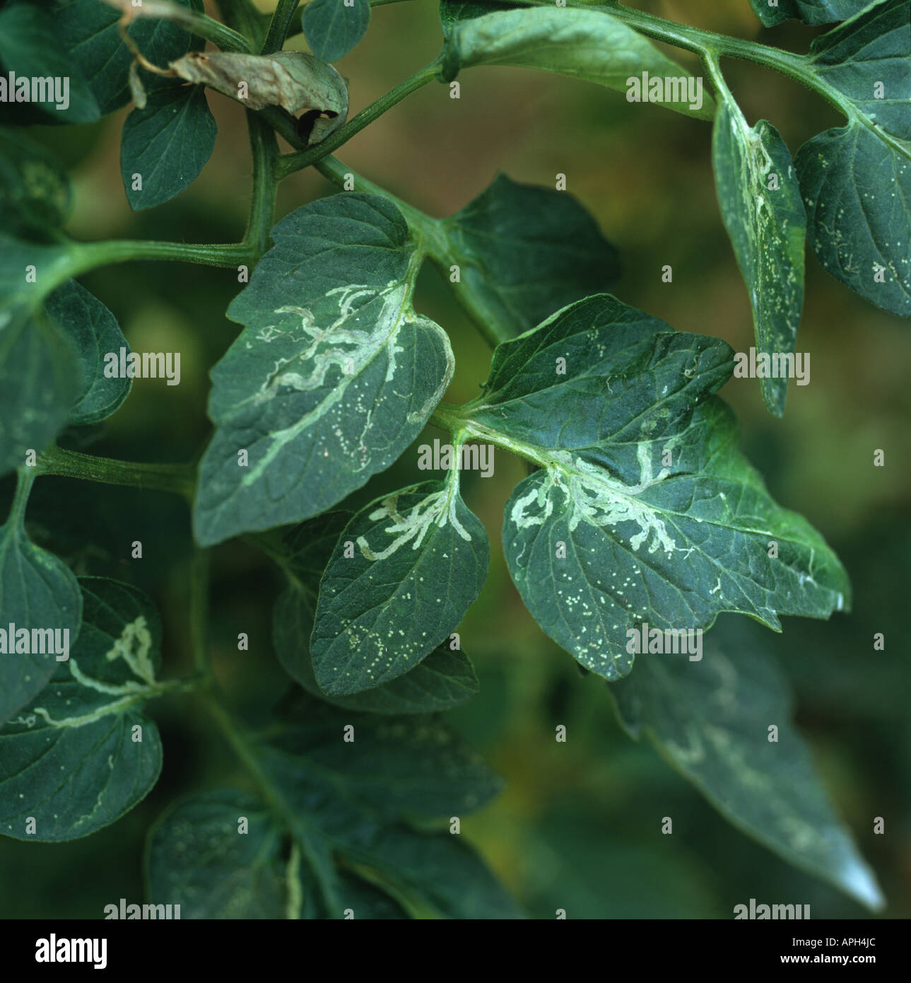 Der südamerikanische Leafminer Liriomyza huidobrensis miniert in Tomatenblättern Portugal Stockfoto