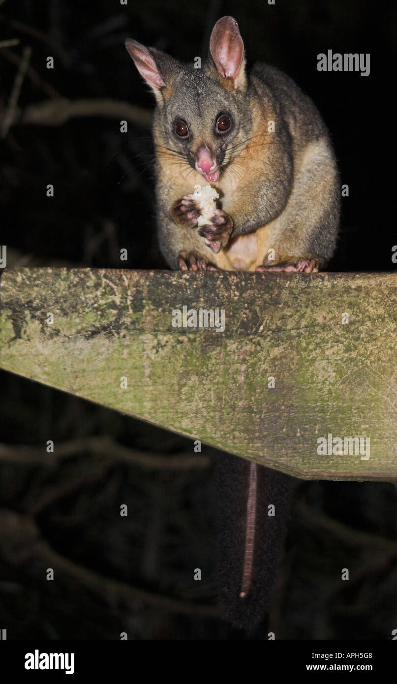 gemeinsamen Pinsel Schweif Possum, silbergrau Possum, buschige Rute Possum, Trichosurus Vulpecula Stockfoto