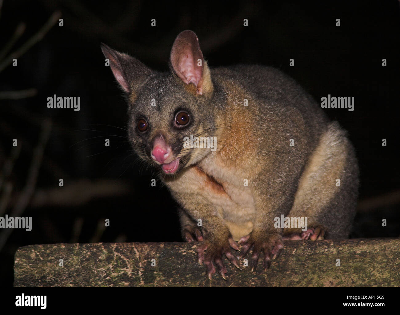 gemeinsamen Pinsel Schweif Possum, silbergrau Possum, buschige Rute Possum, Trichosurus Vulpecula Stockfoto