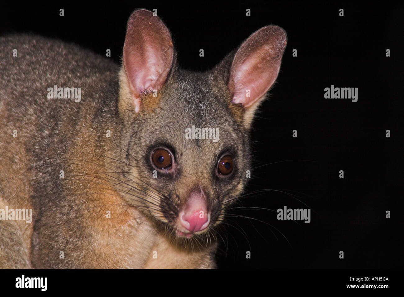 gemeinsamen Pinsel Schweif Possum, silbergrau Possum, buschige Rute Possum, Trichosurus Vulpecula Stockfoto